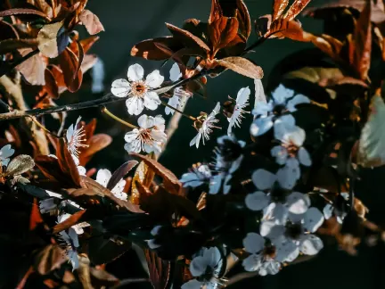 Glimmer Casino Mobilna aplikacija